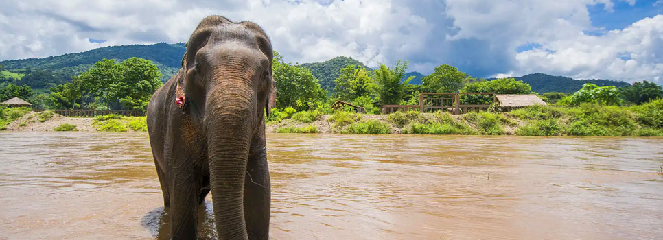 eravikulam safari tour