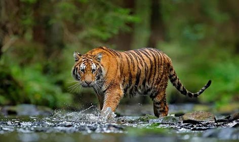 kerala wildlife