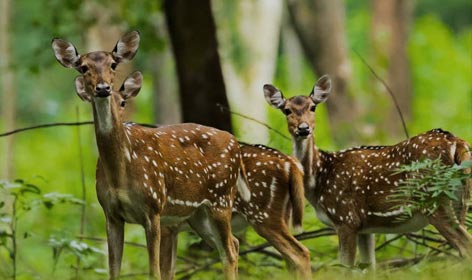 wildlife tour kerala